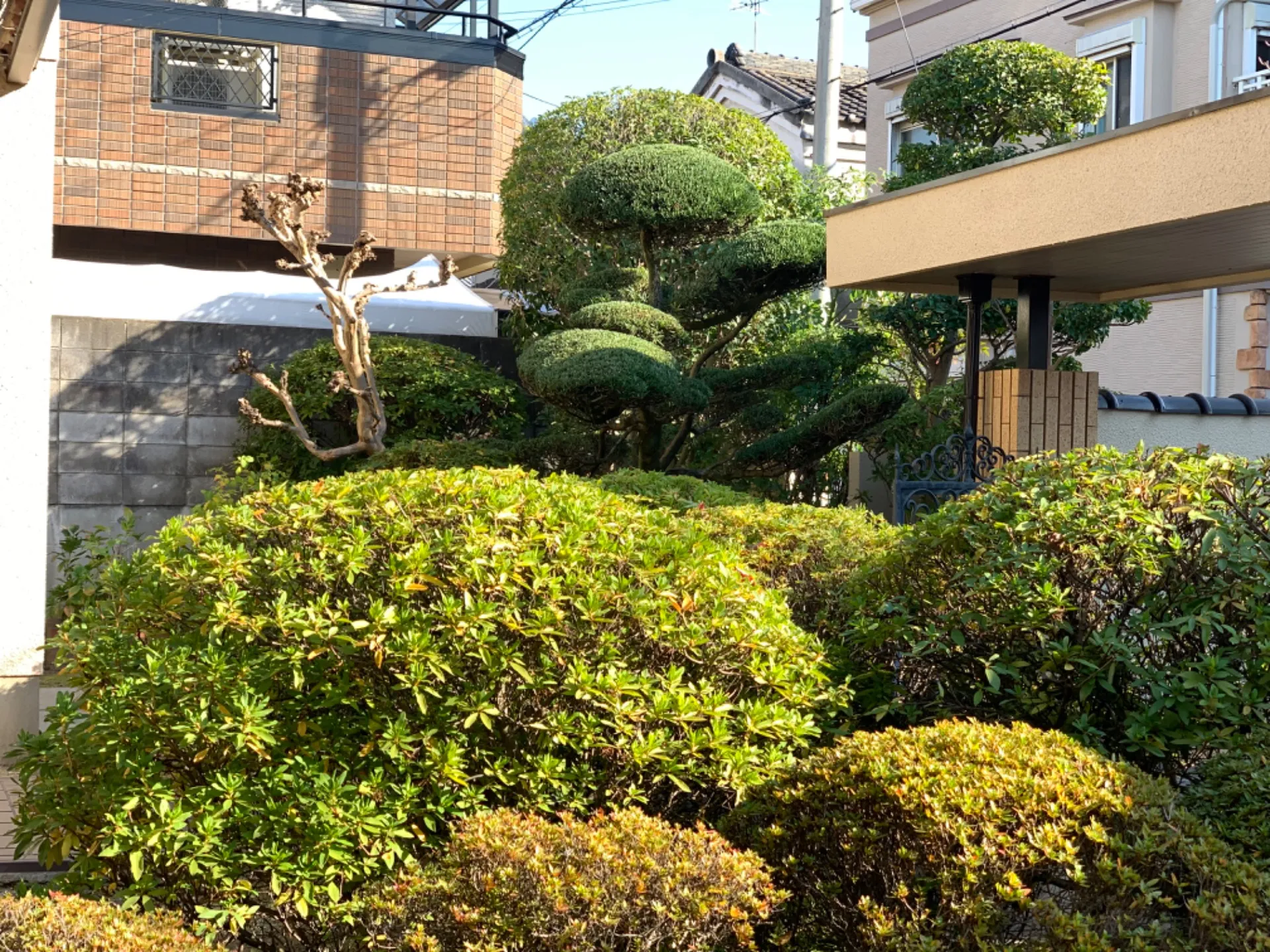 東大阪・剪定【東大阪・地域密着の庭色】